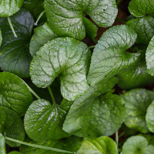 Gotu Kola