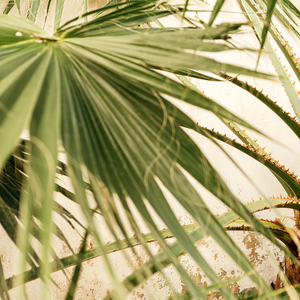 Saw Palmetto